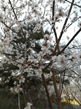 春季的花卉花草