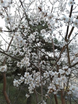 春季的花卉花草