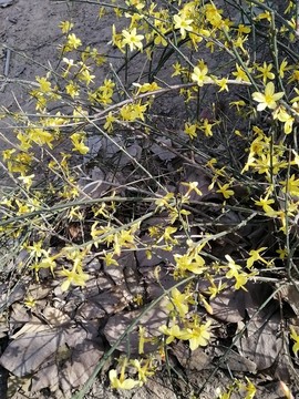 春季的花卉花草