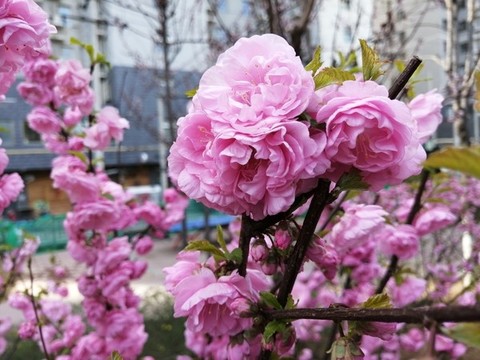 春天的花卉花草