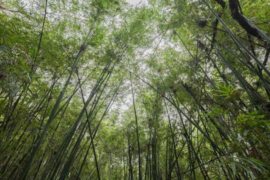 竹林
