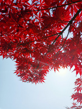 紅葉