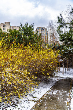鮮花與雪花爭(zhēng)艷