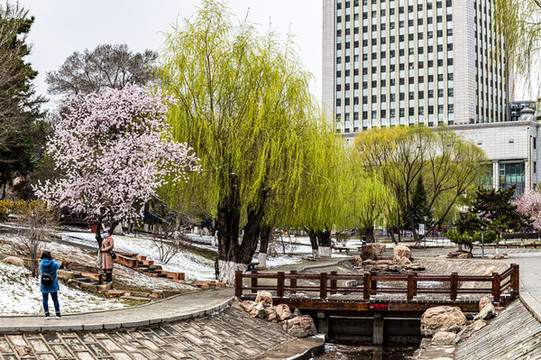 鮮花與雪花爭(zhēng)艷
