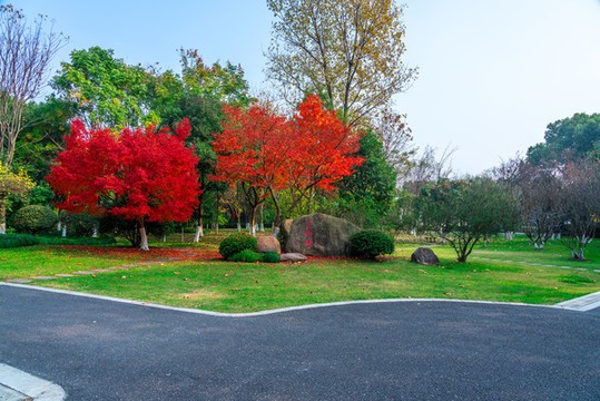 公園樹(shù)林