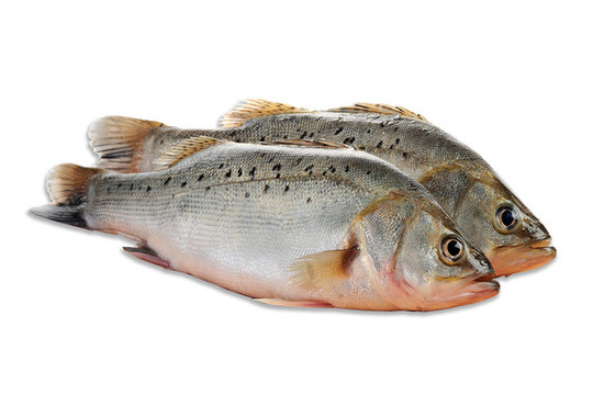 海鱸魚(yú)