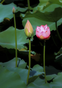 荷花