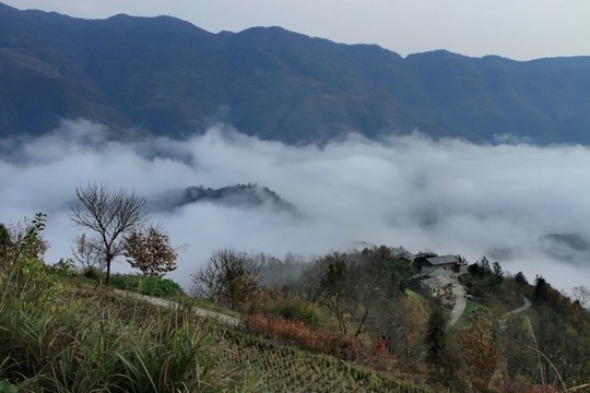 FL竹溪云霧