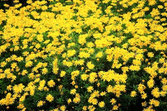 黃金菊
