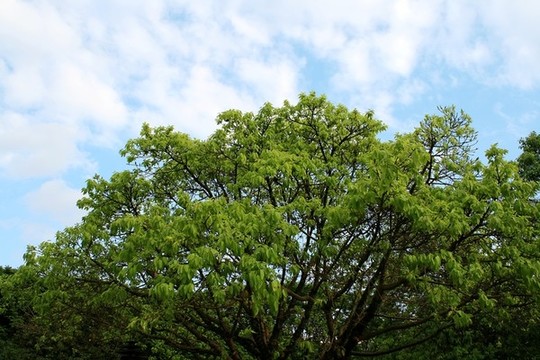 黃葛樹(shù)