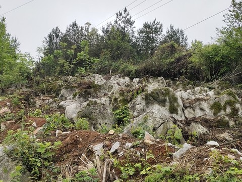 綠植與石山