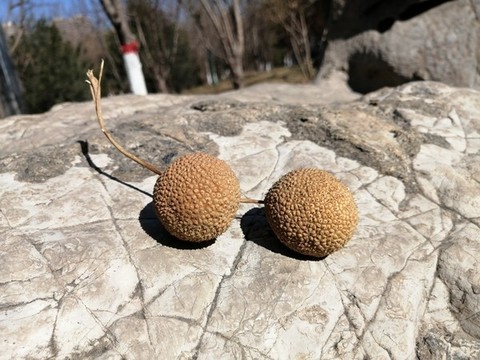 枝葉果實(shí)樹(shù)枝