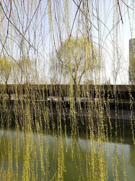 枝葉果實(shí)樹(shù)枝