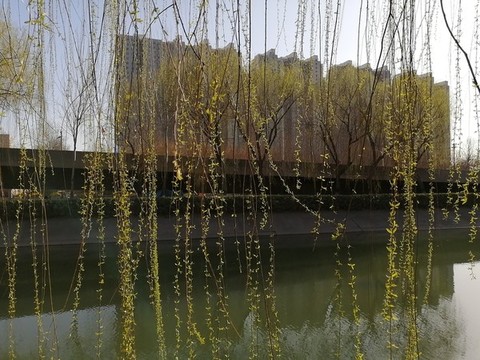 枝葉果實(shí)樹枝