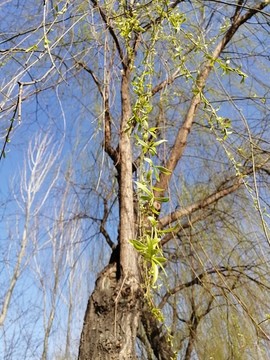 枝葉果實樹枝