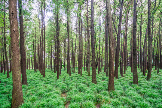 陽光樹林