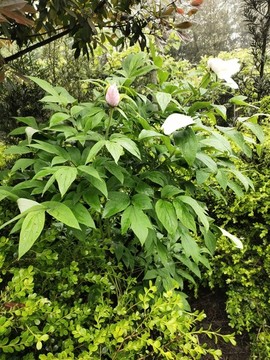牡丹花