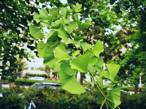 綠色銀杏葉