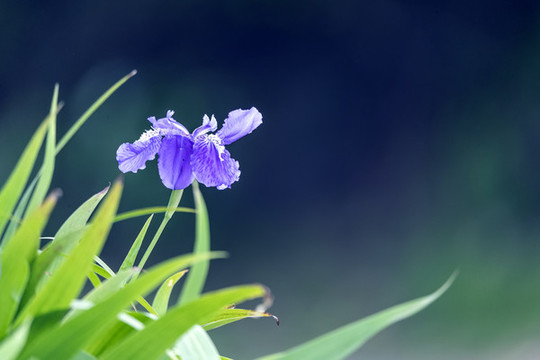 一朵透亮的鳶尾花