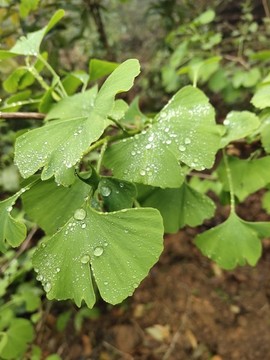 雨后的銀杏樹葉