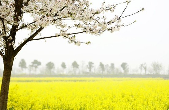 花鄉(xiāng)春色