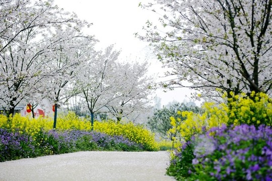 花鄉(xiāng)春色