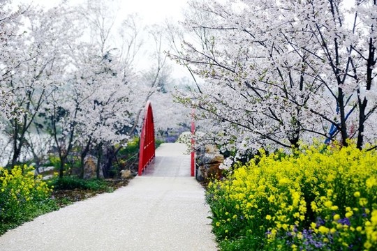 花鄉(xiāng)春色