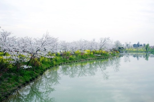 花鄉(xiāng)春色