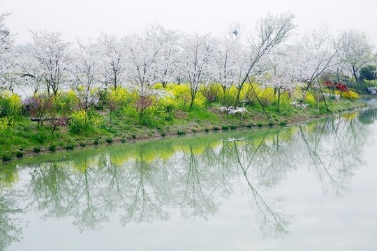 花鄉(xiāng)春色