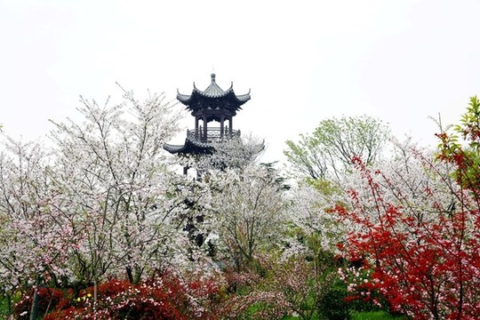 花鄉(xiāng)春色