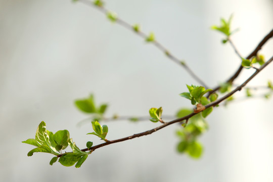 春芽