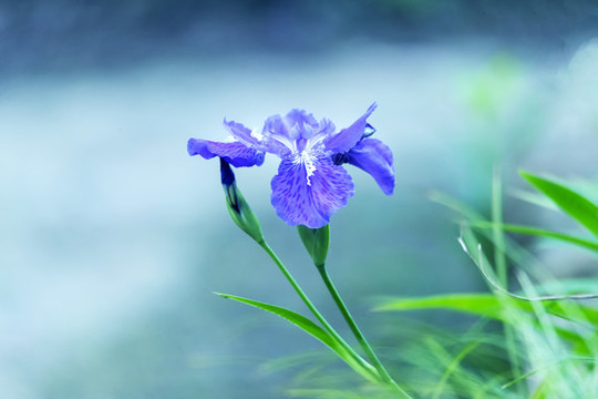 一枝清新的鳶尾花