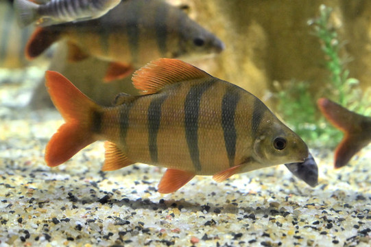 海洋觀賞魚