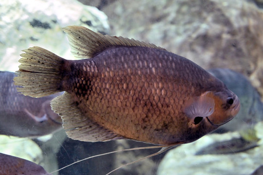 海底的魚