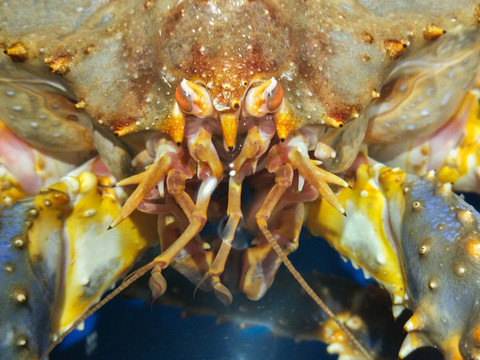 臉