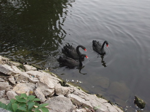 動物園的動物