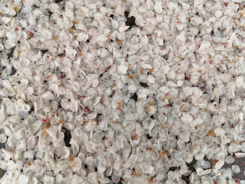 地上花瓣