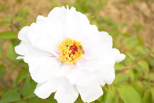 漢牡丹花朵