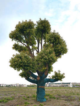 移栽古香樟