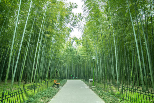 竹林小路