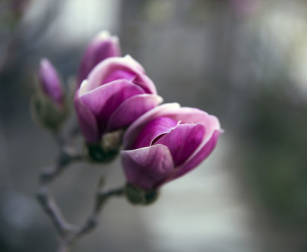 玉蘭花