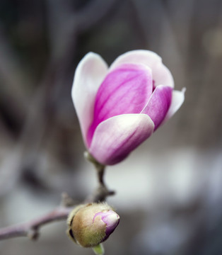 玉蘭花