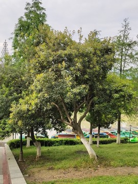 楊梅樹(shù)