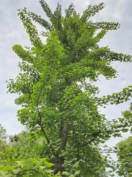 銀杏樹(shù)