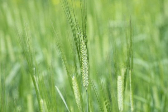 小麥麥穗小滿(mǎn)