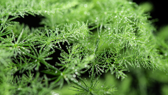 綠色植物水珠雨水