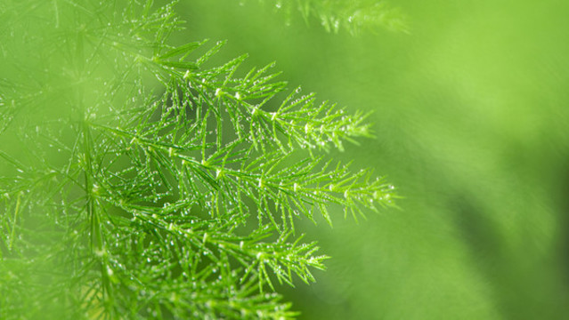 綠色植物水珠雨水