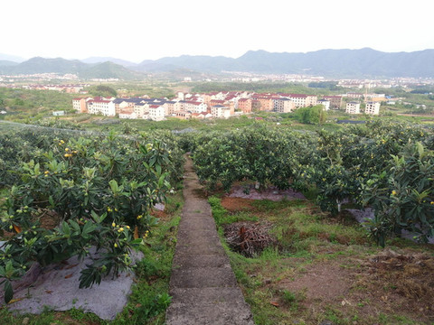 高山枇杷園