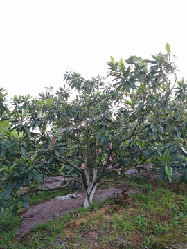 枇杷樹(shù)