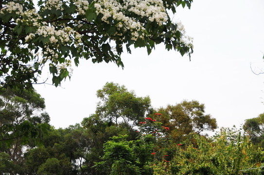 油桐花